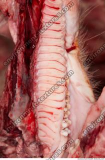 Photo Textures of RAW Pork Meat